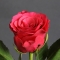 Троянда Такаци Дарк Пінк - Фото 1