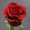 Троянда Фрідом  - Фото 1