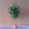 Ficus Cyathistipula - Photo 1