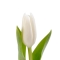 Тюльпан білий - Фото 1