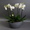 Орхідея біла в кашпо човник - Фото 2