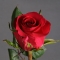 Троянда Готча - Фото 2