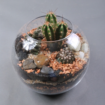 Floriana with succulents №21