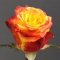 Троянда Хай енд Єллоу - Фото 1