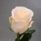 Троянда Шарман - Фото 1
