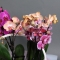 Орхідея мікс у кошику - Фото 5