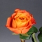 Троянда Атомік - Фото 1