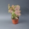 Syngonium Neon Pink - Photo 2