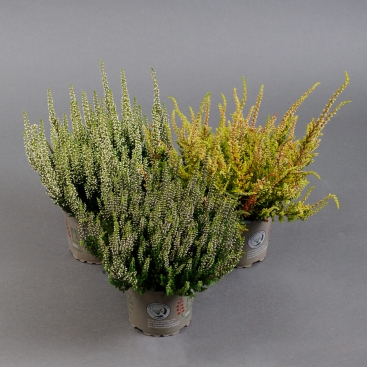 Верес в асортименті