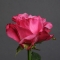 Троянда Кантрі Блюз - Фото 4
