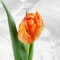 Тюльпан півонієподібний помаранчевий - Фото 2