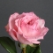 Троянда Пінк Охара - Фото 2