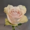 Троянда Атена вайт - Фото 4