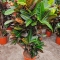 Codiaeum Petra - Photo 2