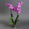Орхидея Фаленопсис 2 ветки в ассортименте - Фото 2