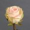 Троянда Фрутетто  - Фото 2