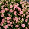 Букет 51 троянда спрей Грація - Фото 5
