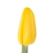 Тюльпан жовтий - Фото 2
