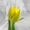 Тюльпан півонієподібний жовтий - Фото 2