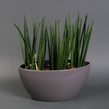 Сансевиерию в сером кашпо челнок