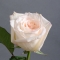 Троянда Вайт Охара  - Фото 1