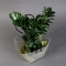 Zamioculcas in a gift bag - Photo 3