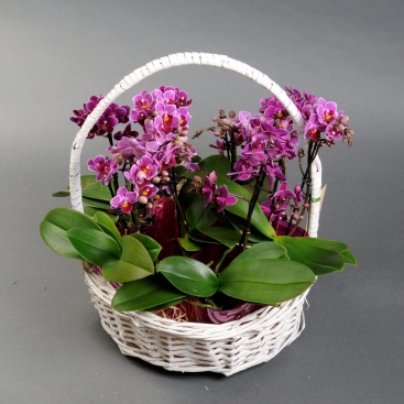 Phalaenopsis mini orchid in a basket