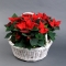 Poinsettia in basket - Photo 2