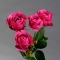 Троянда Річ Бабблз стандарт - Фото 2