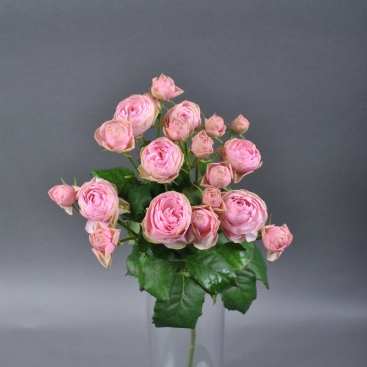 Rose Sweet Trendsetter Spray