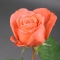 Троянда Корал Експрешн - Фото 2