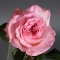 Троянда Пінк Охара - Фото 4