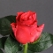 Троянда Такаци Корал - Фото 2
