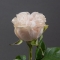 Троянда Коттон Експрешн - Фото 4