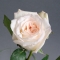 Троянда Вайт Охара  - Фото 2