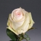 Троянда Альба - Фото 1