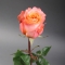 Троянда Корал Ріф - Фото 4