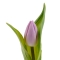 Тюльпан ніжно-фіолетовий - Фото 2