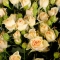Троянда Олена спрей - Фото 4