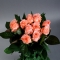 Троянда Аріана - Фото 2