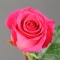 Троянда Пінк Флойд - Фото 1