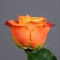 Троянда Атомік - Фото 4