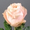 Троянда Краун Принцесс - Фото 2