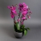 Орхидея в кашпо - Фото 2