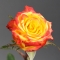 Троянда Хай енд Єллоу - Фото 3