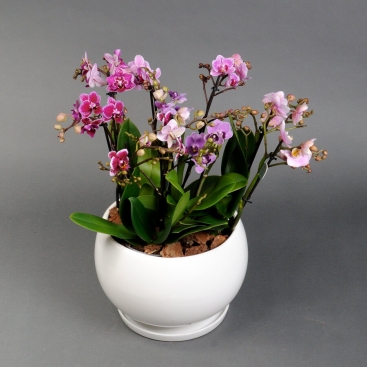 Міні орхідея мікс в кашпо