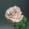 Троянда Квік Сенд - Фото 2