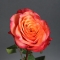 Троянда Болгарт - Фото 2