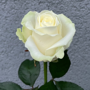 Троянда Аваланч