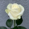 Троянда Аваланч - Фото 1
